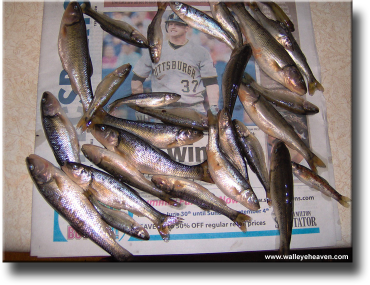 How to Salt Cure Minnows - Salting Minnows for Bait